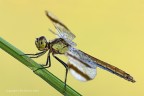 Sympetrum pedemontanum Sympetrum pedemontanum