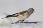 Fringuello alpino(Montifringilla nivalis) Fringuello alpino(Montifringilla nivalis)