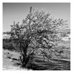 The Little Man and The big Tree The Little Man and The big Tree