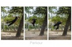 Parkour Parkour