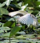 Sgarza ciuffetto Sgarza ciuffetto