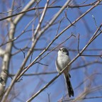 codibugnolo codibugnolo