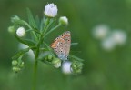 farfallina farfallina