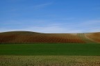 Vorrei scrivere omaggio a Fontana...ma io non sono degno nemmeno di cambiargli il rullino...
Comunque vivendo nel Monferrato scene simili ne vedo parecchie ;)