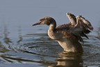 Podiceps cristatus (Svasso Maggiore) Podiceps cristatus (Svasso Maggiore)