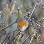 pettirosso (2) pettirosso (2)