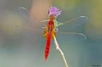 Libellula con ospite ... Libellula con ospite ...