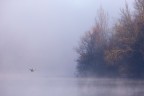 Volo
