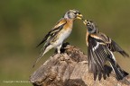 Peppola (Fringilla montifringilla), c & c sono graditi, ciao Elio 
Canon 1D MkIV  Canon 400mm  iso 400  f8  1/1250  pp PS Cs6
[url=http://img717.imageshack.us/img717/8871/peppolafringillamontifr.jpg]Clicca qui per la versione ad alta risoluzione![/url]