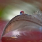 è nata una stella... è nata una stella...