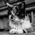 Gattone