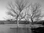 Alberi nell'acqua