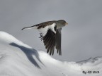 Un fringuello alpino proietta la sua ombra sulla neve
