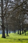 alberi su lungo fiume alberi su lungo fiume