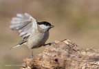 Cincia bigia (Parus palustris), c & c sono graditi, fresca di questa mattina,  ciao Elio  
Canon 1 d MkIV   Canon 400  Iso 500  1/2000  f/8 - -0,67eV  tripoide  flash  reti mimetiche  capanno mobile
[url= http://img339.imageshack.us/img339/6720/cinciabigiaparuspalustr.jpg]Clicca qui per la versione ad alta risoluzione![/url]