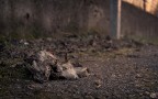 Natura morta