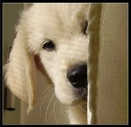 Golden Airon Golden Airon