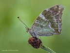 Argynnis Pafia (Argynnis paphia)  c & c sono graditi, sempre ripescaggi dal cestino, ciao Elio
Canon 1 Ds MkIII  Canon 180mm  Iso 100  f/14  1/3 - -0.33EV
[url=http://img14.imageshack.us/img14/7576/argynnispafiaargynnispa.jpg]Clicca qui per la versione ad alta risoluzione![/url]