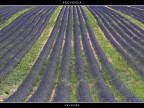 Provenza # 31