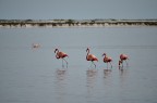 Fenicotteri Fenicotteri