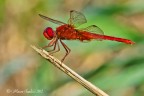 Crocothemis-erythraea Crocothemis-erythraea