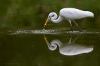 Riflesso Riflesso