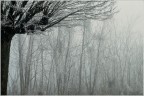 Il bianco sui rami.. e nel respiro. Il bianco sui rami.. e nel respiro.