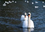 Swans Swans