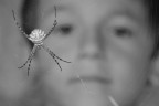 Aracnofilia Aracnofilia