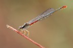 Damigella