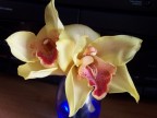 orchidea selvaggia orchidea selvaggia