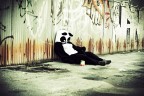 Panda Marcio