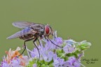 Stomina ( Tachinidae ) Stomina ( Tachinidae )