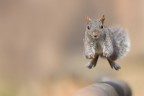 Squirrel Squirrel