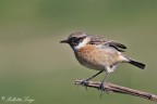 Saltimpalo(Saxicola torquata)