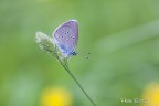 Butterfly Butterfly
