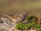 Passera-scopaiola-(Prunella-modularis), c & c sono graditi, ciao Elio
Canon 1D Mk IV, Canon 400, Iso 320, f/8, 1/1000, -1EV, tripoide, flash per ammorbidire le ombre
[url=http://imageshack.us/photo/myimages/40/passerascopaiolaprunell.jpg/]postare immagini in alta risoluzione!