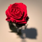 Rosa 2 Rosa 2