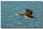 Cormorano Cormorano