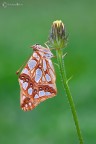 Issoria lathonia (Linnaeus, 1758) Issoria lathonia (Linnaeus, 1758)
