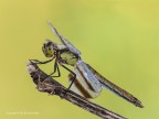 Sympetrum pedemontanum Sympetrum pedemontanum
