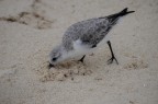 Piovanella???