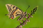 Papilio machaon (Linnaeus, 1758) (Lepidoptera - Papilionidae)

www.rossidaniele.com

Canon EOS 7D + Sigma 180mm f/3.5 EX DG HSM Macro
f16 - 0.5s - ISO 200
18.03.2012 ore 8.01
Suggerimenti e critiche sempre ben accetti
[url=http://www.rossidaniele.com/HR/_MG_2187copia-mdc-1500.jpg]Versione HR[/url]