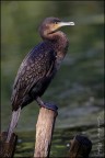 Cormorano Cormorano