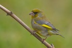 Verdone (Carduelis chloris chloris) Verdone (Carduelis chloris chloris)