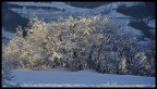 Scatto mattutino dopo nevicata
T 1/500 f 5.0 focale 165mm iso 100