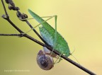Locusta verde (Tettigonia viridissima) e chiocciola Locusta verde (Tettigonia viridissima) e chiocciola