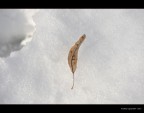 Winter Winter