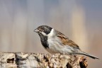 Migliarino di palude (Emberiza schoeniclus) Migliarino di palude (Emberiza schoeniclus)