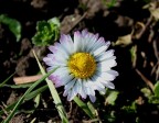 il mio primo macro il mio primo macro
